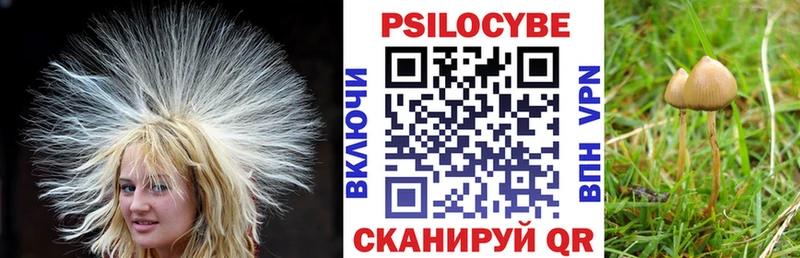 Галлюциногенные грибы Psilocybe Железногорск